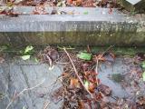 image of grave number 373536